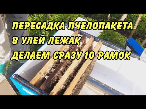 Видео: пересадка пчелопакета в улей лежак делаем сразу 10 рамок , пчеловодство