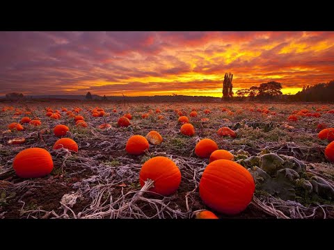 Видео: По тыкве. Как блогеры делают жизнь людей осмысленной