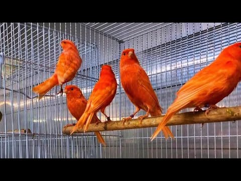 Видео: 18. May кара камиш канарека йовойи бозори