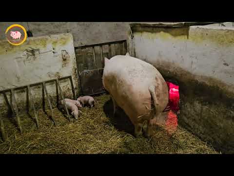 Видео: Свинарство - справа сильних людей!