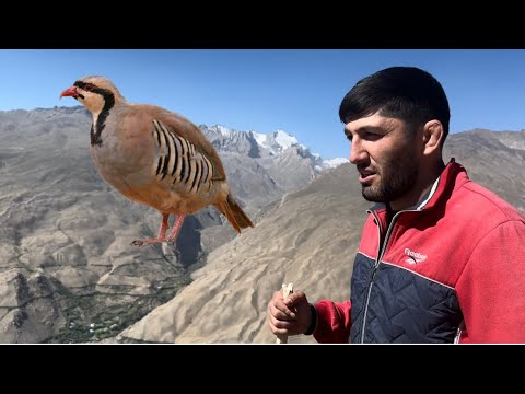 Видео: ПАМИР 🇹🇯🏔️. Азиатский кеклик. Как поймать?