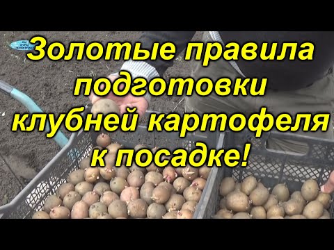 Видео: Урожай картошки будет отличным - проверено на практике!!!