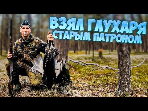 Видео: Добыл с помощью собак, но без собак.Ходовая охота с лайками на глухаря.