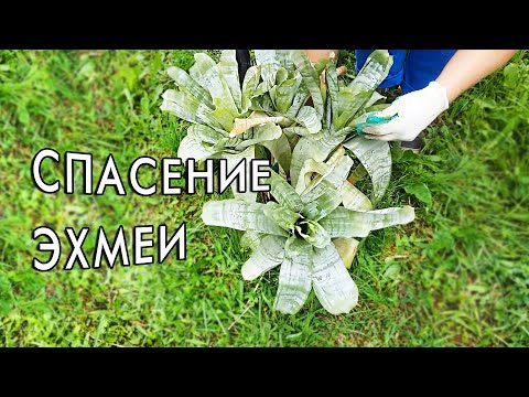 Видео: Пересадка эхмеи. Спасаю растение.