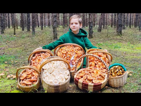 Видео: НАШЕСТВИЕ ЦАРСКИХ ГРИБОВ! РЫЖИКИ И БЕЛЫЕ ГРУЗДИ В ПОДМОСКОВЬЕ АВГУСТ 2025.