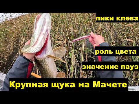 Видео: Трофеи на Мачете. Пики клева.  Значение паузы.  35 цвет.