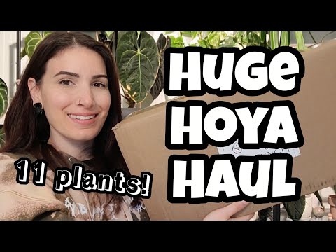 Видео: ОГРОМНЫЙ УБОР ХОЙЯ! 😲 11 новых растений из Jax's Jungle 🌿🎁
