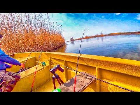 Видео: ЕДВА ЗАКИНУЛИ И ОНИ ПРИШЛИ! Первый СОМ на закидушку! Весенняя рыбалка на САЗАНА!