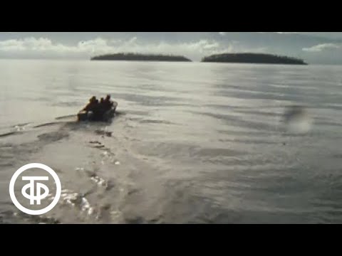 Видео: Байкал. Ушканьи острова (1991)