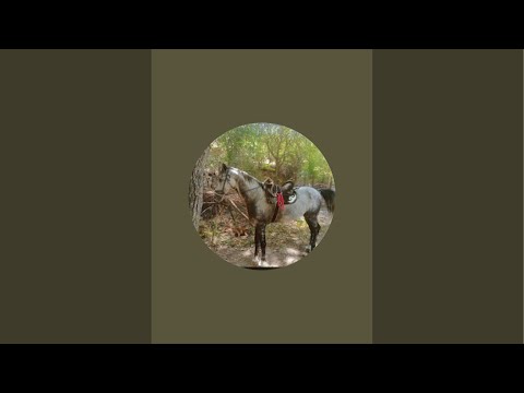 Видео: Жиги Биги в прямом эфире!