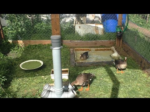 Видео: Белолобые гуси в вольере.