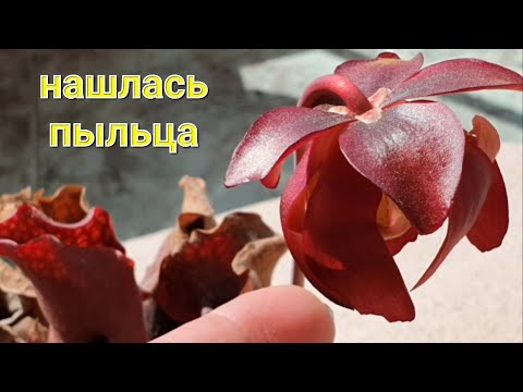 Видео: Второй цветок Саррацении.  Обнаружилась пыльца!