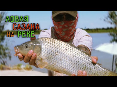 Видео: Впервые такое на Сырдарье! Поймал сазанов! #фидер #Ташкент #рыбалкавузбекистане