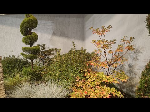Видео: Прогулка по осеннему Южному  саду!