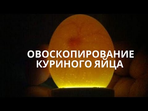 Видео: Овоскопирование куриных яиц на 7 день