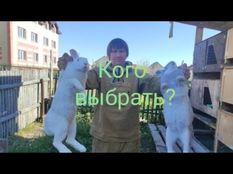 Видео: Кролики. Какую породу выбрать?