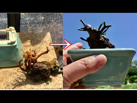 Видео: эксклюзив! ! Обрезка и пересадка небольших больших деревьев бонсай Кинмамэ на улице только