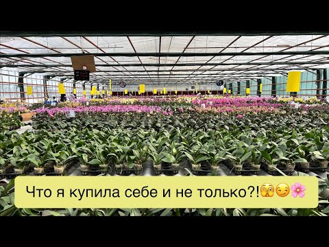 Видео: Увезла с собой несколько орхидей из «Байкальских цветов» 🔥🌸😇