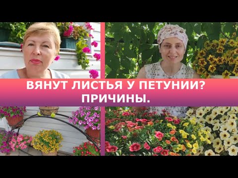 Видео: Вянут листья у петунии? Причины.