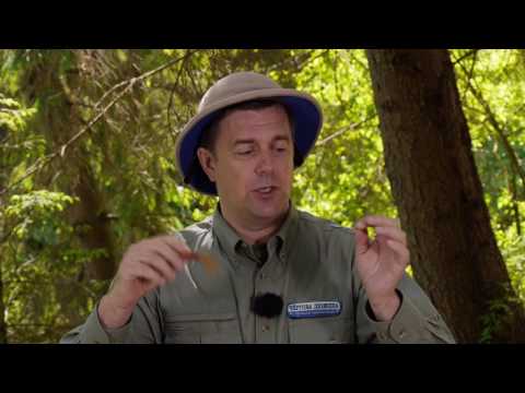 Видео: Чертова дюжина. Сезон 3. Тьюбы