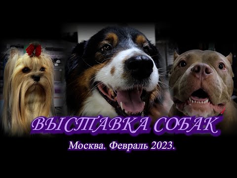 Видео: Москва. Февраль 2023. ТЦ "Шелковый путь" (Чайна Таун). Выставка собак.