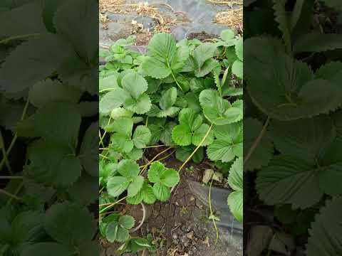 Видео: Как сохранить клубнику, и не покупать потом на рынке ягоду! 