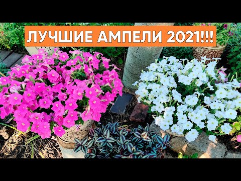 Видео: Самые сильные и самые неприхотливые ампельные петунии сезона 2021