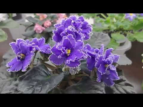 Видео: Мои цветущие ФИАЛКИ за 25 января.