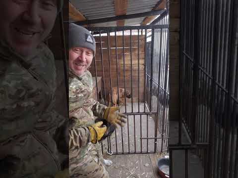 Видео: Рекомендации для перевозбужденного #боксёр а . #ЯИМОЙХВОСТ #дрессировка  #собака