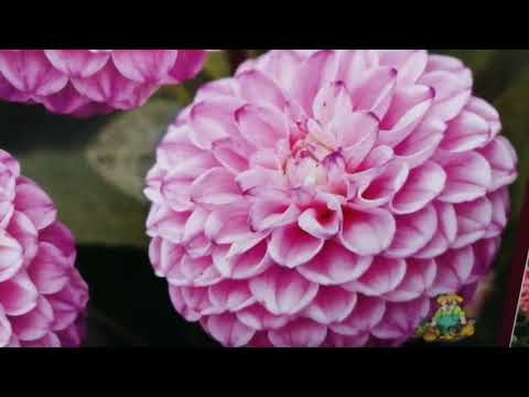 Видео: В Леруа Мерлен привезли роскошные сортовые Хосты и множество Георгинов!