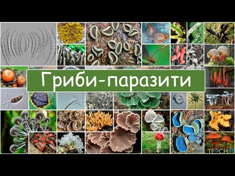 Видео: Гриби-паразити