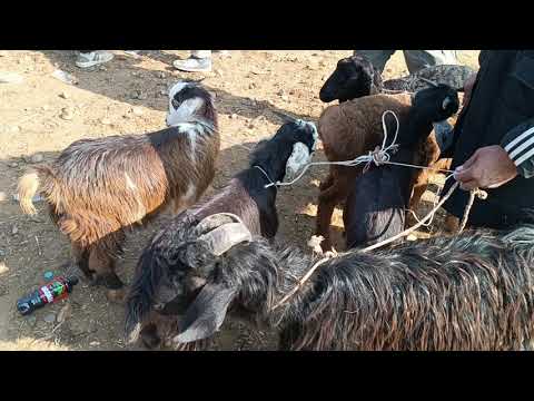 Видео: 12 ноября 2025 г.