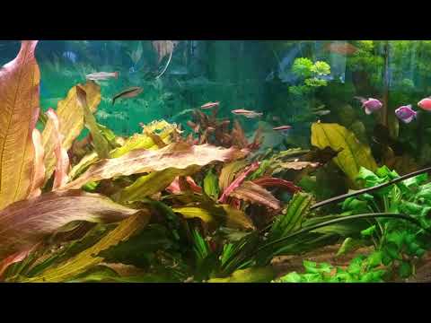 Видео: Аквариум 700 л. с эхинодорусами.