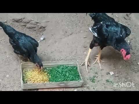 Видео: ПАРРАНДА БОКСАНГИЗ МАСЛАХАТНИ БОБОСИ