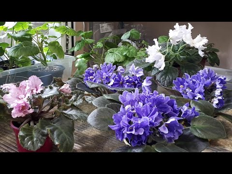 Видео: Фиалки! Как ухаживать, чтобы цвели? Почему не цветут?