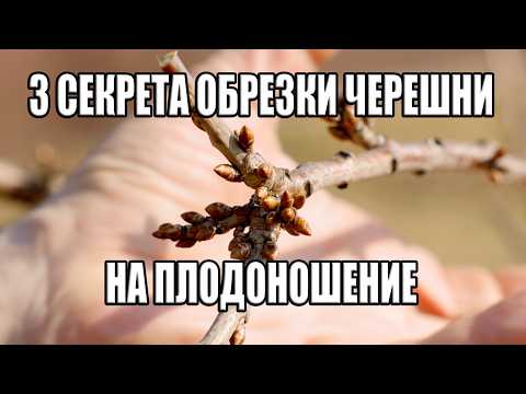 Видео: Три секретных способа обрезки черешни от практикующего кандидата сельхоз наук