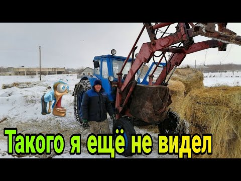 Видео: Купили сено / трактор вездеход мтз 50 🙄