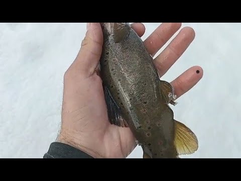 Видео: Салом алейкум анаира гул моҳи Меган