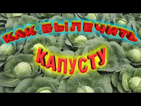Видео: Болезни капусты и как с ними бороться. Описание с фотографиями и способы лечения. Всё в одном видео!