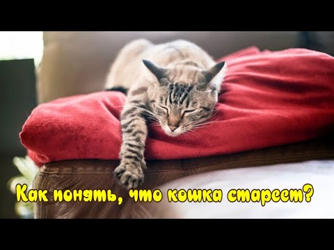 Видео: Как понять, что кошка стареет? How to understand that the cat is getting old?