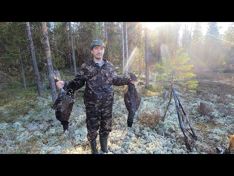 Видео: Охота на глухаря в октябре с КФЛ. Немного про МЦ - 6