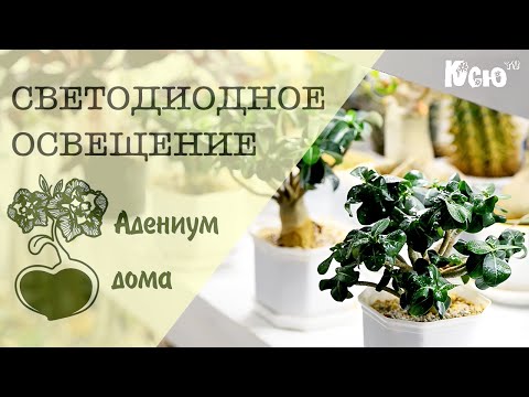 Видео: Адениум дома: Светодиодное освещение комнатных растений.