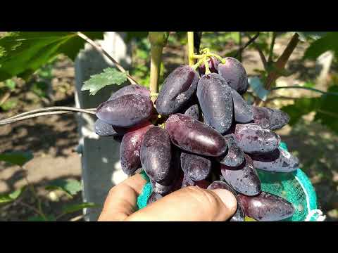 Видео: Лучшие формы винограда на моем участке в  2021г.