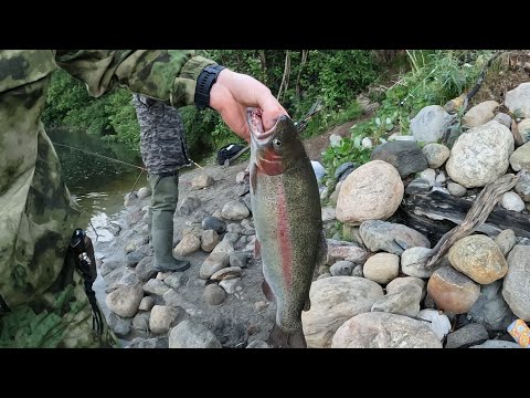 Видео: "ТИРОЛЬСКАЯ ПАЛОЧКА" КОСИТ ФОРЕЛЬ / КЛЮЧИК ПОДОБРАН / TROUT MOWS / THE KEY IS PICKED UP