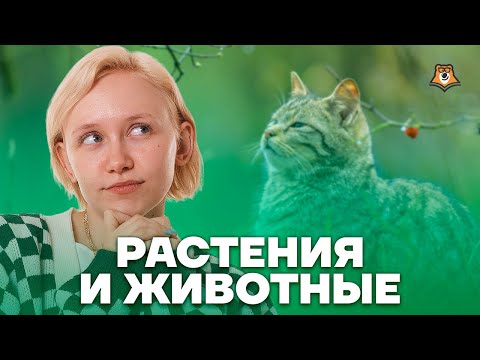Видео: Систематика растений и животных | ОГЭ по биологии | Умскул
