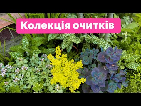 Видео: Огляд очитків і седумів на початку літа