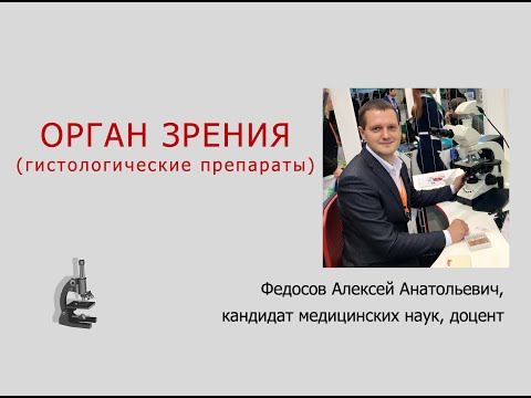 Видео: ОРГАН ЗРЕНИЯ (ГИСТОЛОГИЧЕСКИЕ ПРЕПАРАТЫ)