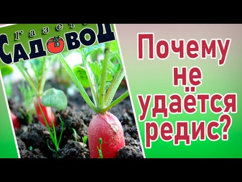 Видео: ПОЧЕМУ НЕ УДАЁТСЯ РЕДИС?