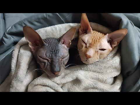 Видео: День со мной