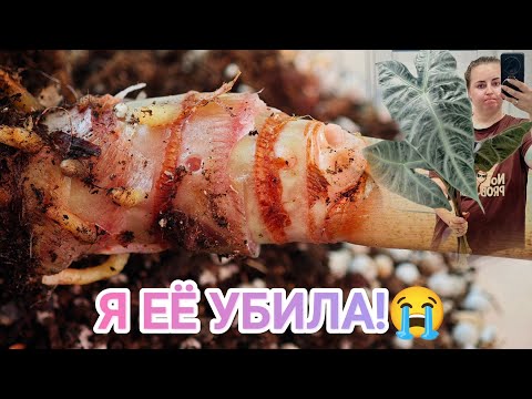 Видео: ПОЧЕМУ ПОГИБЛА АЛОКАЗИЯ КОРТХАЛСИ?😱Мои ошибки и попытки реанимации😩 черенкование ствола🫣✂️
